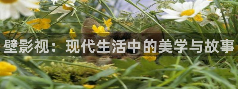 金桔影視在線觀看